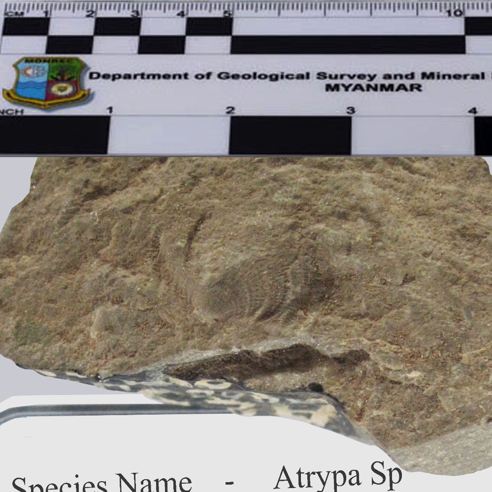 Atrypa Sp_MM_Fossil_04_2023.jpg