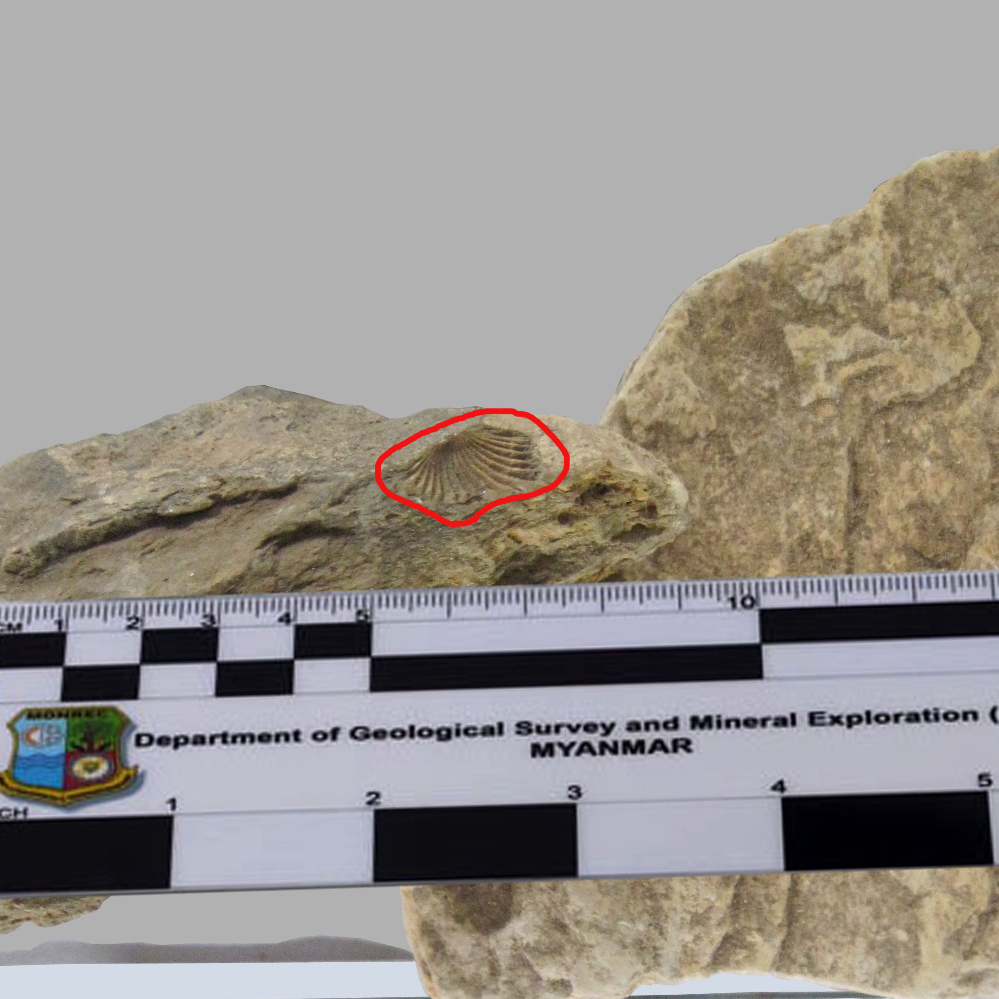 Orthis Sp_MM_Fossil_06_2023.jpg