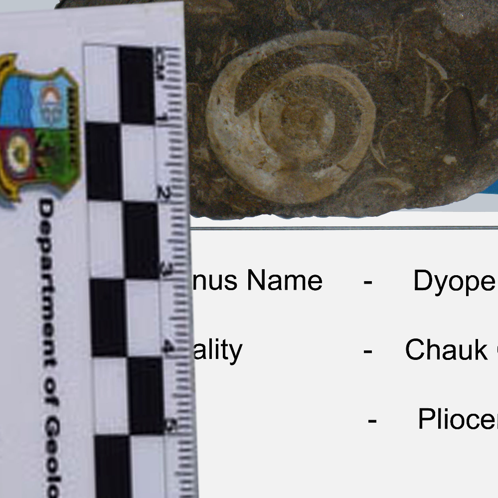 Dyope Sp_MM_Fossil_12_2022.jpg