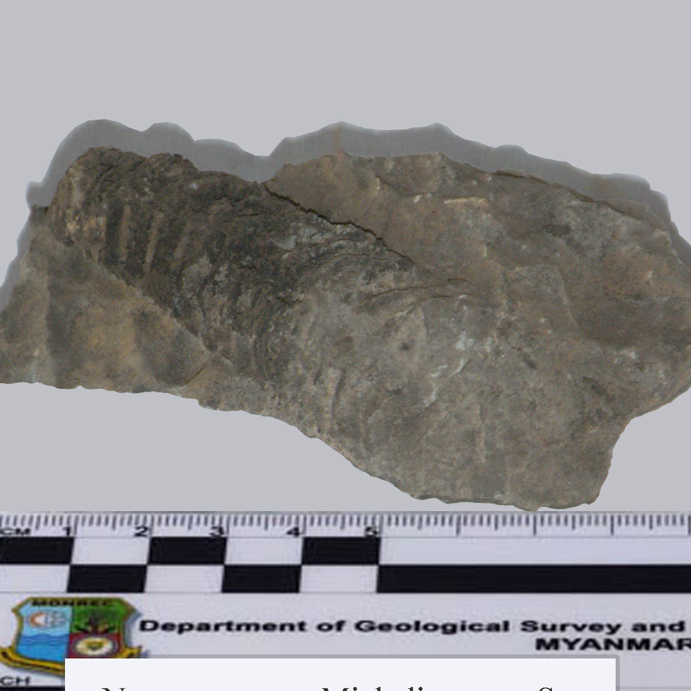 Michelinoceras Sp_MM_Fossil_09_2023.jpg