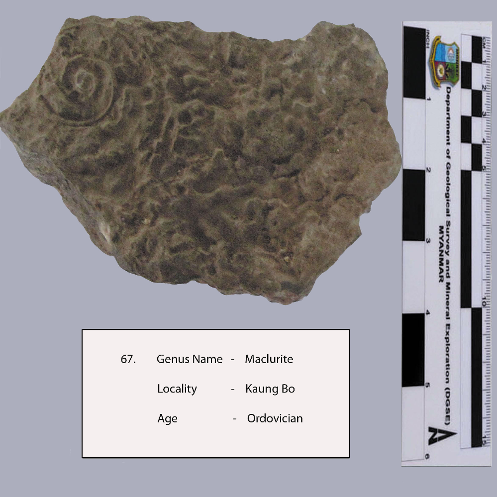 Maclurite_MM_Fossil_01_2023.jpg