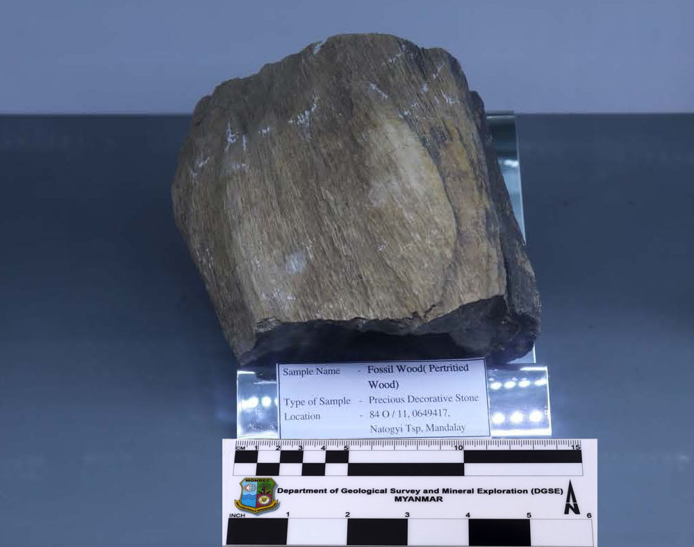 Fossil Wood_MM_Rock_05_2023.jpg