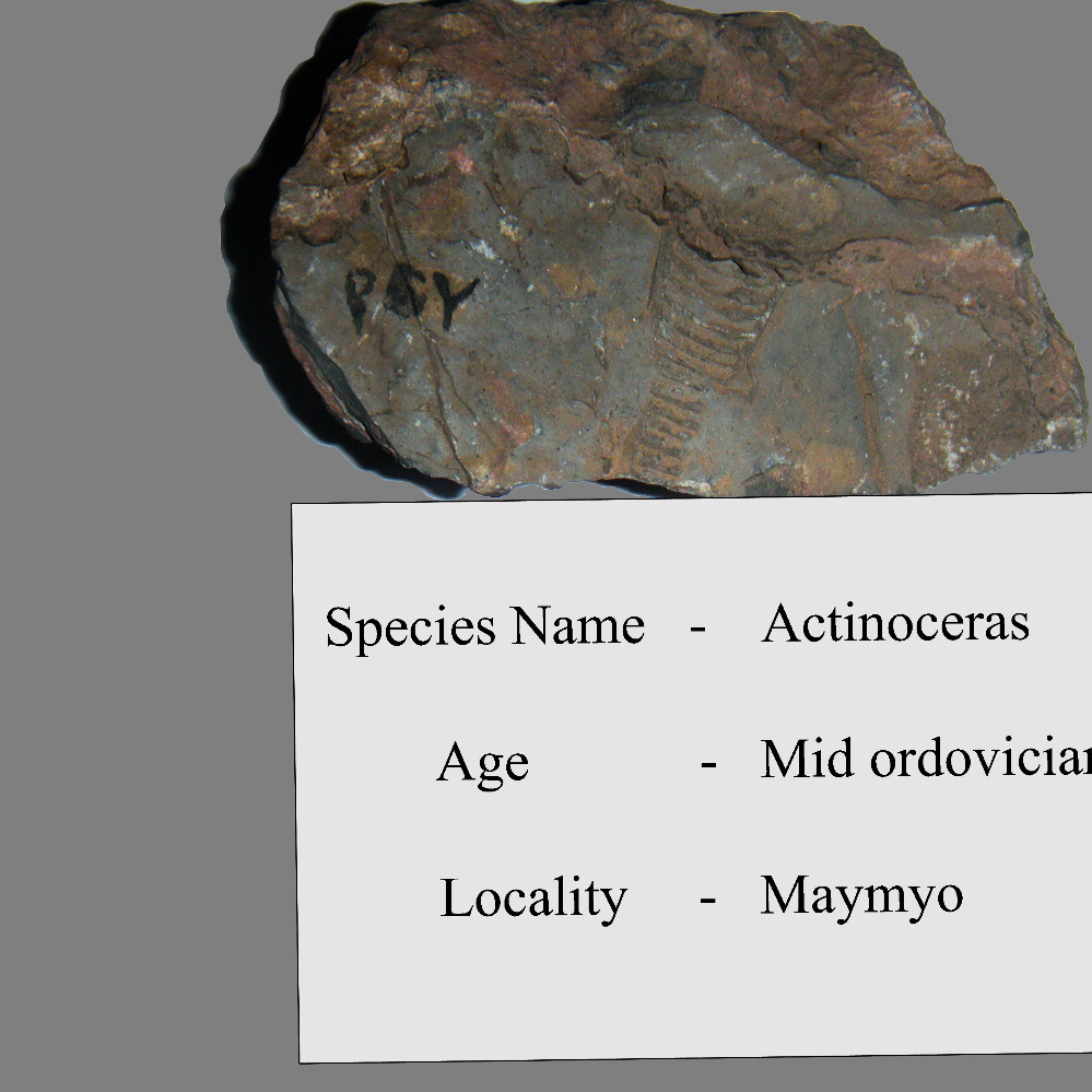 Actinoceras_MM_Fossil_03_2023.jpg