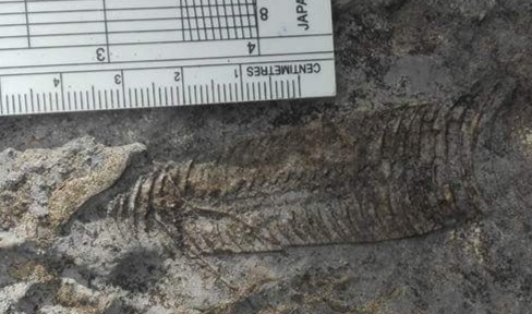 Orthoceras (Ywar Ngan)_MM_Fossil_08_2024.jpg