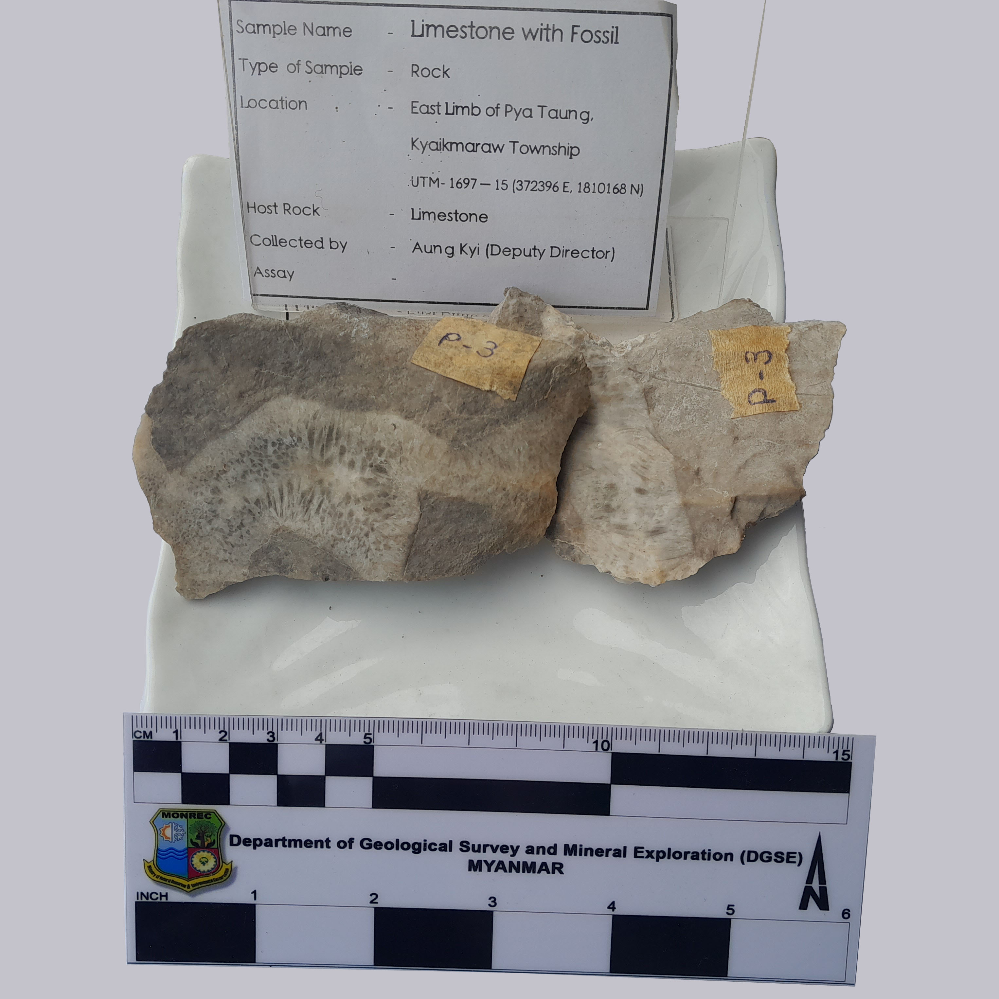 Limestone with Fossil_MM_Rock_28_2023.jpg