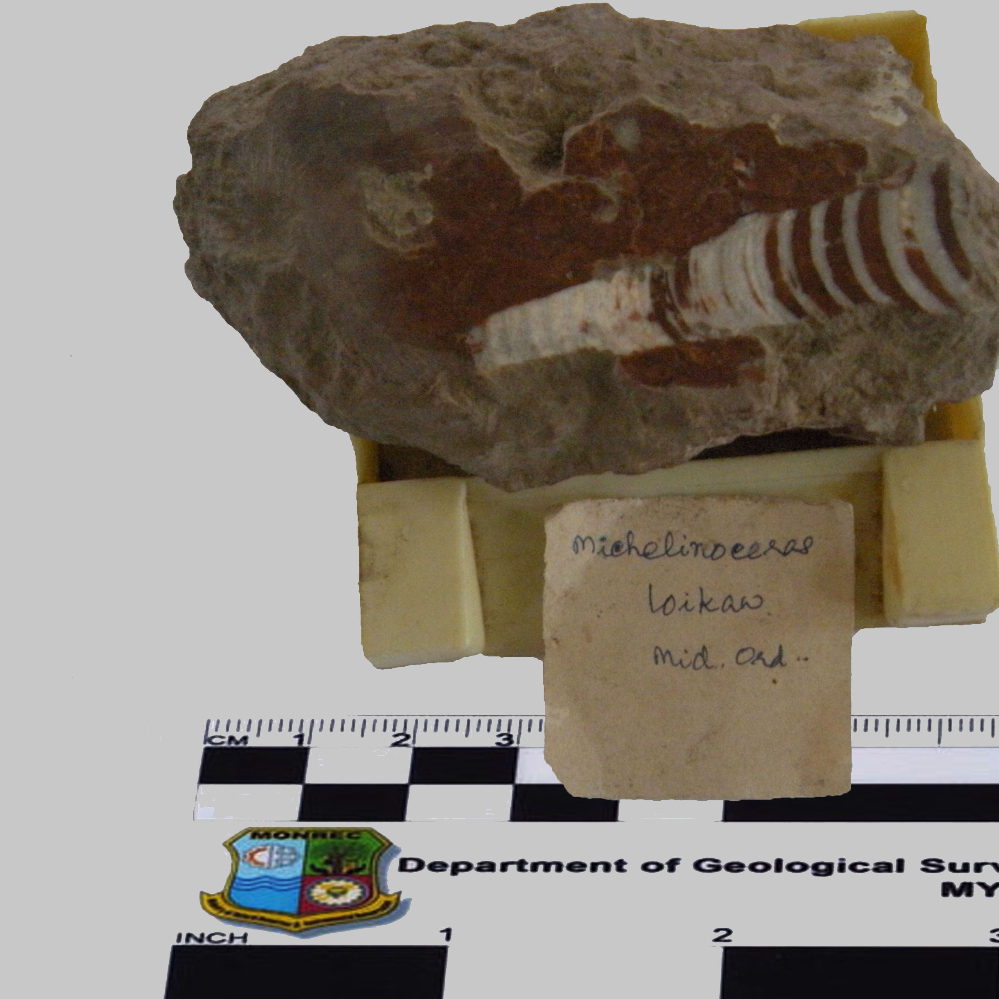 Michelinoceras_MM_Fossil_15_2022.jpg